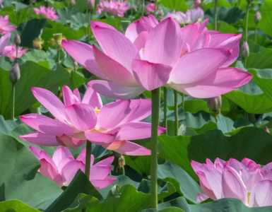 莲花什么季节开花如何种植