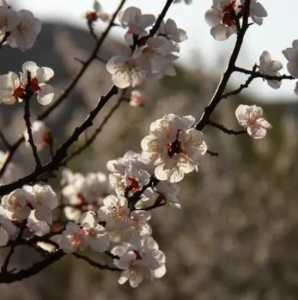 杏花在什么季节开花？