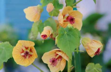 悬铃花什么季节开花