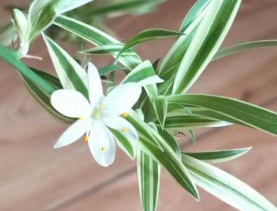 银边吊兰在什么季节开花