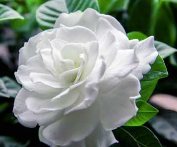 枙子花什么季节开花?