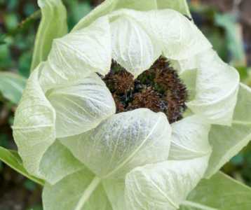 雪莲花什么季节开花?