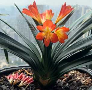 君子兰花什么季节开花?