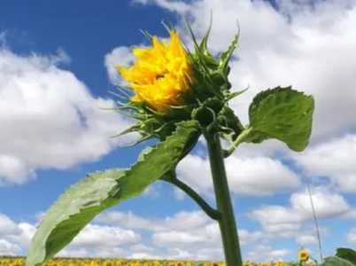 向日葵在什么季节开花？