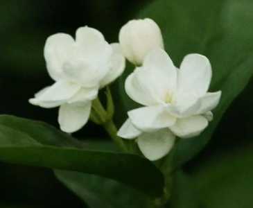 茉莉花是什么季节开花？