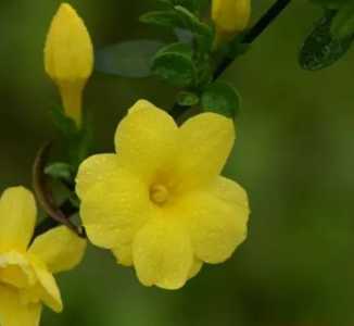 迎春花在什么季节开花？