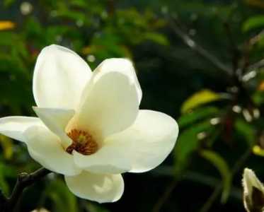 玉兰花什么季节开花的？