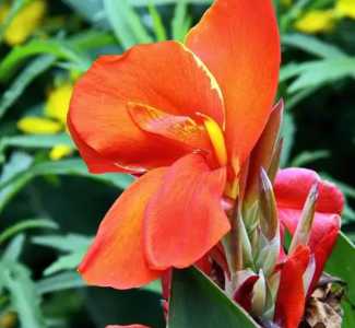 美人蕉是什么季节开花？