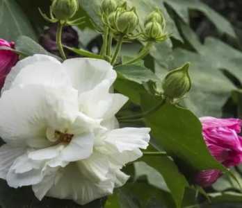 芙蓉什么时候开花？