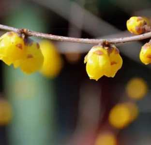 腊梅什么时候开花？