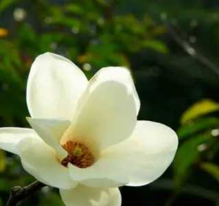 玉兰花什么时候开花？