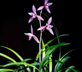 兰草什么季节开花？