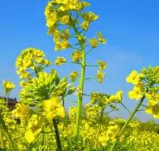 油菜在什么季节开花？