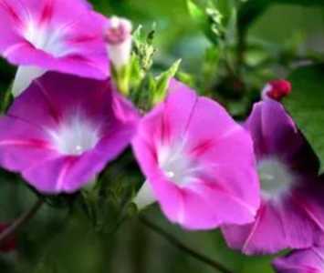 牵牛花什么季节开花.？