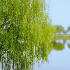 柳树在什么季节开花？