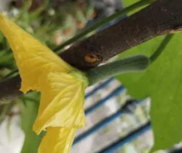 丝瓜开花什么季节？