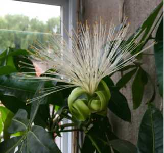 招财树是什么季节开花