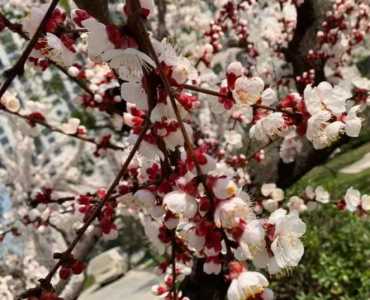 杏树在北京什么季节开花