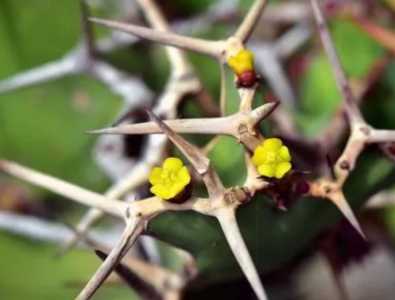 荆棘什么季节开花？