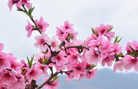桃花在什么季节开