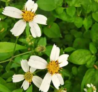 白花鬼针草什么季节开花？