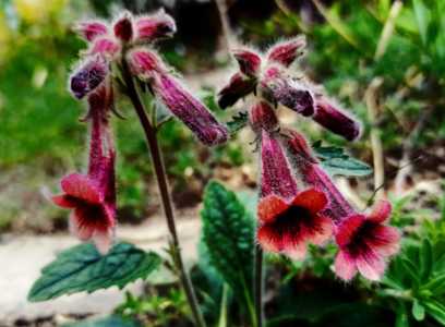 地黄花是什么季节开花