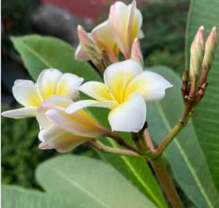 鸡蛋花什么季节开花
