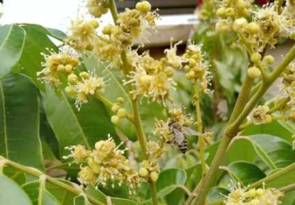 福建龙眼花什么季节开花