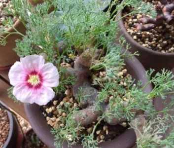黑皮月界什么季节开花