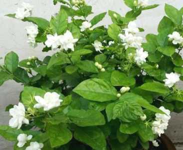 茉莉属于什么季节开花的