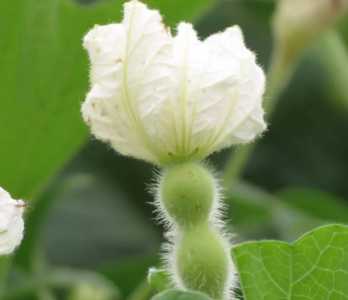 种葫芦什么季节开花最好