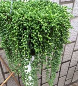 佛珠吊兰什么季节开花？