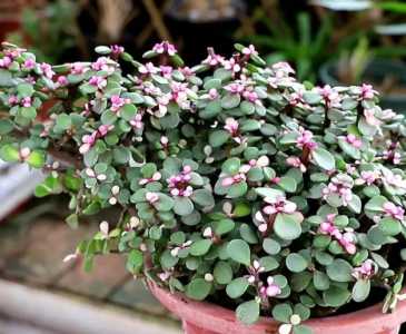 金枝兰什么季节开花？