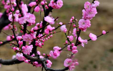 梅花什么季节开花