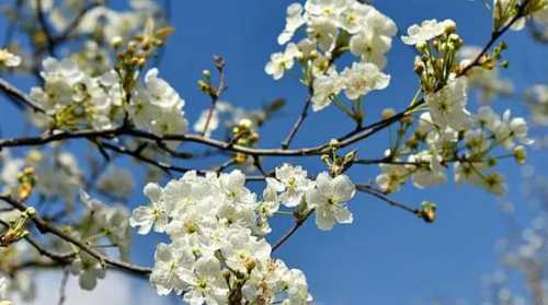 梨花在什么季节里开花