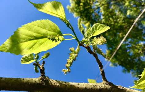 桑树什么季节开花最好养