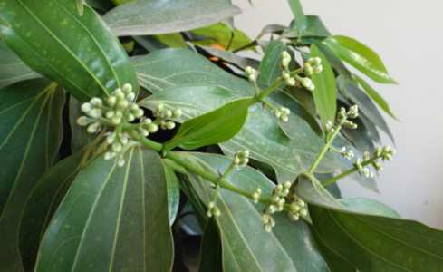 平安树是什么季节开花