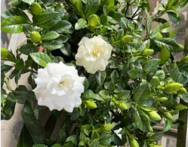 栀子花 什么季节开花