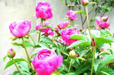 芍药和凤仙什么季节开花