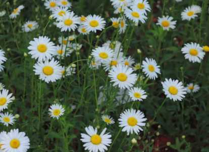 小邹菊什么季节开花