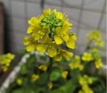 小白菜什么季节开花