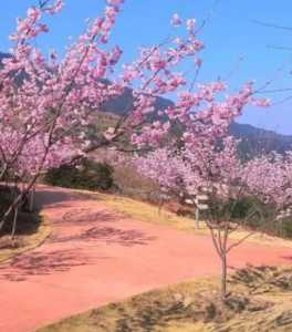 紫云樱花什么季节开花？