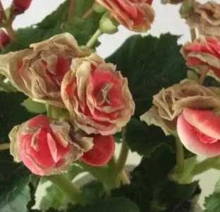 海棠玫瑰什么季节开花？
