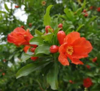 什么季节石榴树开花