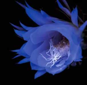 昙花都什么季节开花？