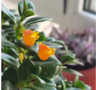 金鱼吊兰什么季节开花呢