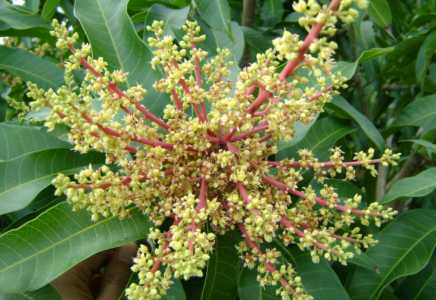 芒果在北方什么季节开花