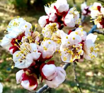 杏花在什么季节才开花