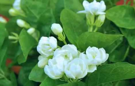 茉莉什么季节开花时间