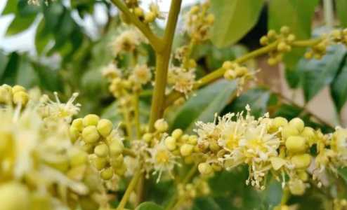 广西龙眼开花是什么季节